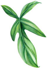 Exotic green plant philodendron, palm leaves, monstera on an isolated white background, watercolor illustration © Hanna