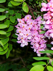Blooming Chinese wisteria flowers in the nature