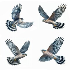 A set of male and female Sharp-shinned Hawks flying isolated on a white background