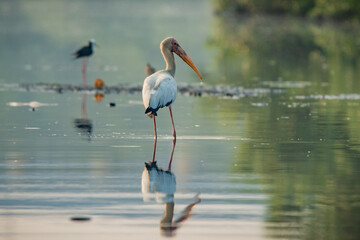  A Milky stork together with black-winged stilt, mycteria cinerea, himantopus himantopus, searching for food on shallow sea water in Jakarta Bay, natural bokeh background