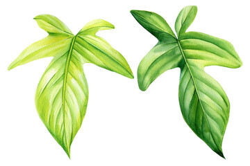 Tropical Green leaf, Monstera on an isolated white background, plant philodendron, palm leaves, watercolor illustration