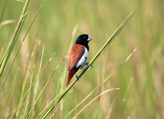 tricolored munia on a perch