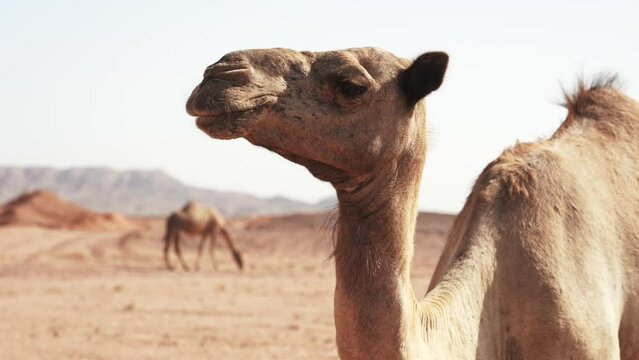 Close up of head wild dromedary camel in the desert.