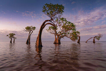 Beautiful shape of mangrove trees dancing and amazing sky in evening on the beach of Walakiri, Sumba, Indonesia