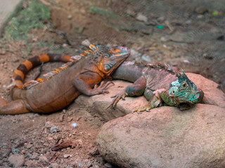Two Iguanas (Iguana Iguana), one blue and the other yellowish reddish, are on a tree trunk in the park.