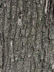 tree bark background