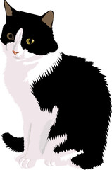Black and white cat isolated on a white background.