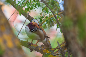 A colorful mandarin duck swims on the water.