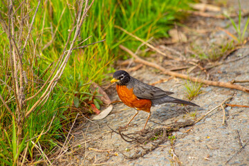 American Robin (Turdus migratorius) - Familiar Songbird with Bright Red Breast