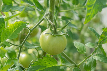 Unripe green tomatoes grown in a greenhouse. Gardening and agriculture. High quality photo