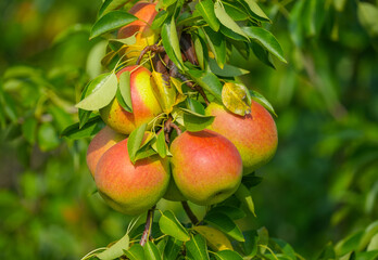 Ripe organic cultivar pears in the garden