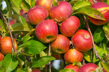 Obraz premium ripe red apple on the branch in orchard