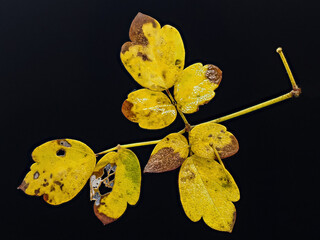 Close-up with a rusty yellow Autumn leaf