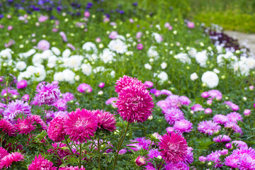Flowerbed of multi-colored asters and sun. Focus on a red flower.