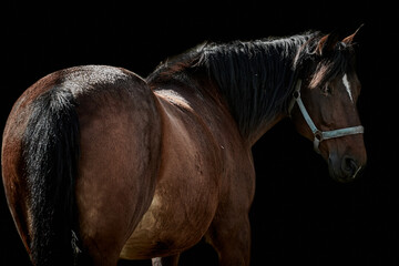 Close-up of a chestnut-colored horse isolated on black background (Equus caballus)