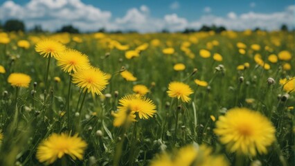 Many yellow dandelion flowers on meadow in nature in summer close-up macro against a blue sky