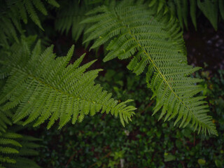 Beautiful ferns leaves green foliage. Close up of beautiful growing ferns in forest or park. Rainforest jungle landscape. Green plants nature wallpaper. Organic nature background.