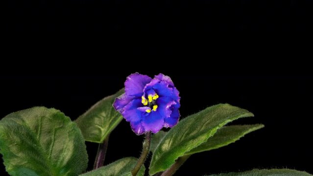 Purple flowers of Saintpaulia, commonly known as African violets. Parma violet blooms on a black background. time interval
