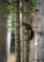 Eichhörnchen auf Ast