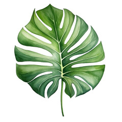 Green watercolor green monstera leaf isolated on transparent background