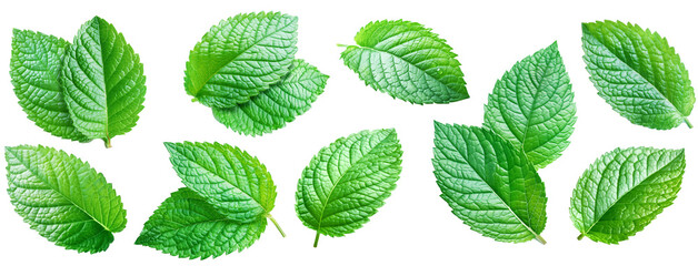 Set of mint leaves isolated on transparent background.