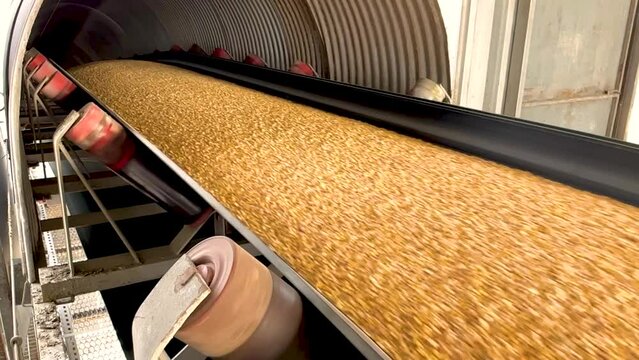 Corn grains move along the conveyor belt during reloading