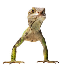 Obraz premium lizard isolated on a transparent background PNG, Generative Ai