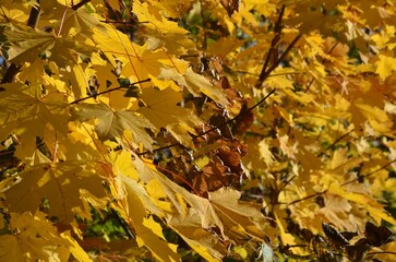 Yellow leaves of the American maple in the autumn park still hang on the trees