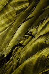 yellow feathers with visible texture