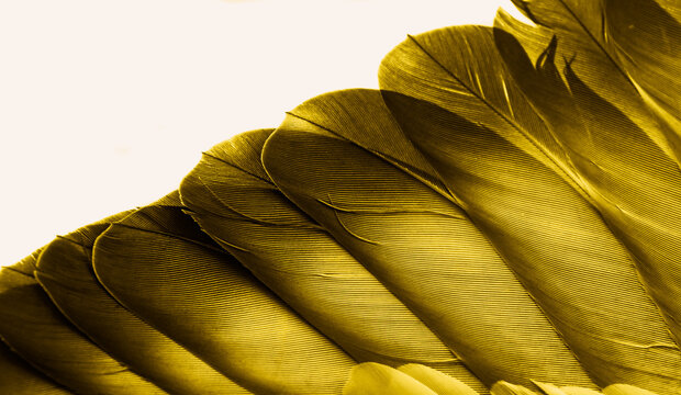 Fluffy Background Yellow Feathers Stock Photo, Picture and Royalty Free  Image. Image 26615588.