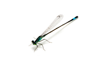 Dragonfly isolated on white
