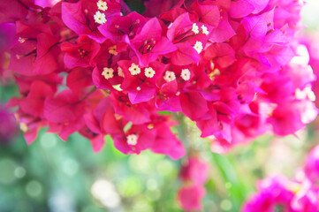 Beautiful summer nature background with bunch of bougainvillea flowers