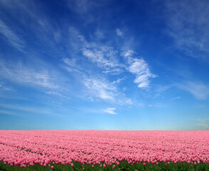 Tulips field in the Netherlands