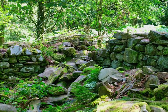 ruined  stone walls, in forest