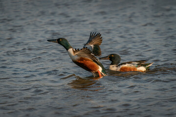 Two Northern shoveler (Spatula clypeata) swimming and taking off  in the Netherlands.      