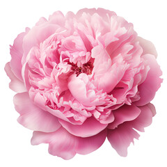 Pink peony clip art