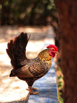portrait of serama chickens in the garden