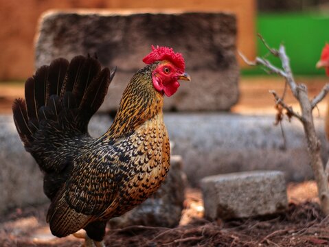 Portrait of serama chickens in the garden