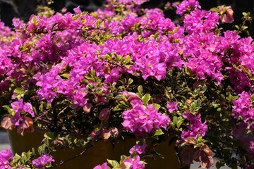 Close up of Pink bougainvillea flowers grow thick and beautiful in the garden