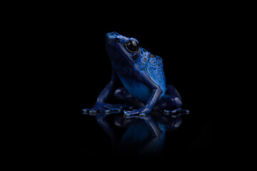 Closeup photo of blue poison dart frog isolated on black background with reflection