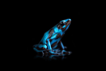 Closeup photo of blue poison dart frog isolated on black background with reflection