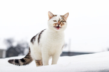 A white spotted cat stands in the snow and meows