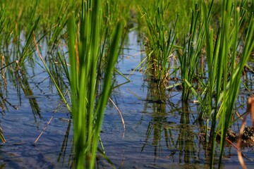young rice plants on agricultural land