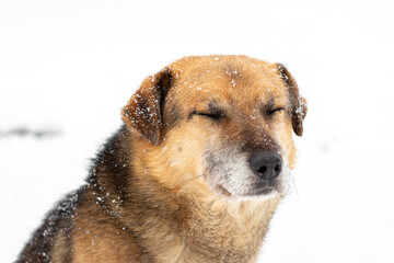 Large brown dog with closed eyes in the snow in winter