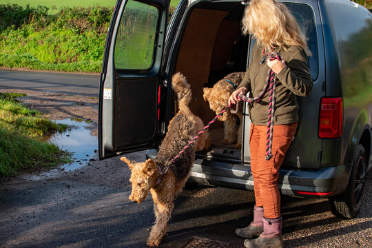Two dogs leap from the back of a van for walkies. A lady holds their leads as the dogs jump out of the van in mild motion blur. Dog walking. 