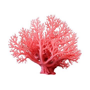 recommend clip art: Red coral clip art