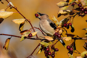 Cedar Waxwing - Berries