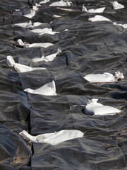 White sandbags securing a big black tarpaulin covering a large landscaping project