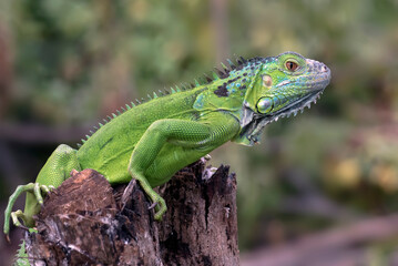 Green iguana on a branches