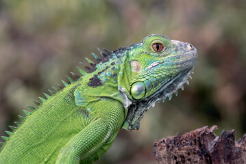Green iguana on a branches